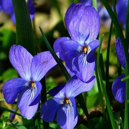 Jasmin & Jardin 1 A 2 Pers A Terra * Balma