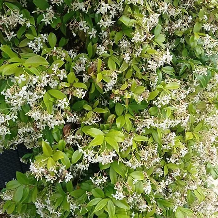 Apartament Jasmin & Jardin 1 A 2 Pers A Terra