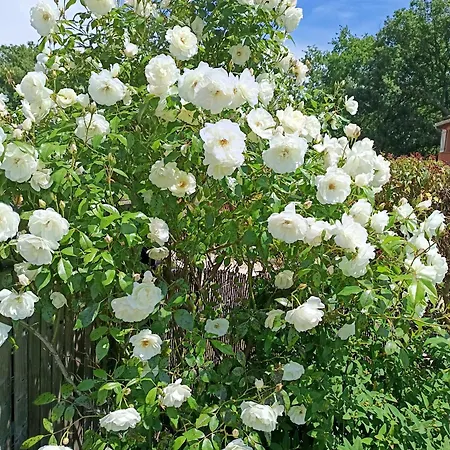 Jasmin & Jardin 1 A 2 Pers A Terra Бальма