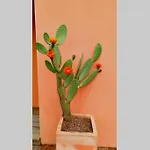Jasmin & Jardin 1 A 2 Pers A Terra Apartment Balma