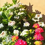 Apartment Jasmin & Jardin 1 A 2 Pers A Terra *