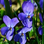 Jasmin & Jardin 1 A 2 Pers A Terra * Balma