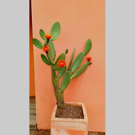 Jasmin & Jardin 1 A 2 Pers A Terra Daire Balma