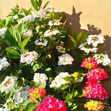 شقة Jasmin & Jardin 1 A 2 Pers A Terra *